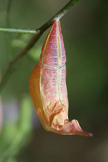 Cloudless Sulphur (Phoebis sennae) chrysalis An empty chrysalis on a Lactuca floridana plant on a dirt roadside near a dense mixed hardwood/coniferous forest.
https://www.jungledragon.com/image/65904/cloudless_sulphur_phoebis_sennae_chrysalis.html
https://www.jungledragon.com/image/65902/cloudless_sulphur_phoebis_sennae_chrysalis.html Cloudless sulphur,Geotagged,Phoebis sennae,Summer,United States