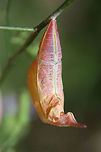 Cloudless Sulphur (Phoebis sennae) chrysalis An empty chrysalis on a Lactuca floridana plant on a dirt roadside near a dense mixed hardwood/coniferous forest.<br />
https://www.jungledragon.com/image/65904/cloudless_sulphur_phoebis_sennae_chrysalis.html<br />
https://www.jungledragon.com/image/65902/cloudless_sulphur_phoebis_sennae_chrysalis.html Cloudless sulphur,Geotagged,Phoebis sennae,Summer,United States