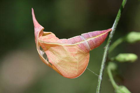 Cloudless Sulphur (Phoebis sennae) chrysalis An empty chrysalis on a Lactuca floridana plant on a dirt roadside near a dense mixed hardwood/coniferous forest.

https://www.jungledragon.com/image/65902/cloudless_sulphur_phoebis_sennae_chrysalis.html
https://www.jungledragon.com/image/65903/cloudless_sulphur_phoebis_sennae_chrysalis.html Cloudless sulphur,Geotagged,Phoebis sennae,Summer,United States
