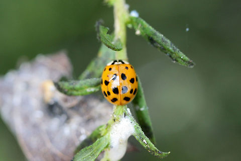 Asian Lady Beetle (Harmonia axyridis) INTRODUCED. I found 3 life stages of this species present within a woolly aphid infestation (of a Hackberry tree and surrounding plants).
https://www.jungledragon.com/image/65940/asian_lady_beetle_harmonia_axyridis_-_larva_pupa_and_adult.html
https://www.jungledragon.com/image/65937/asian_lady_beetle_pupa_harmonia_axyridis.html
https://www.jungledragon.com/image/65938/asian_lady_beetle_larva_harmonia_axyridis.html Geotagged,Harlequin Ladybird,Harmonia axyridis,Summer,United States