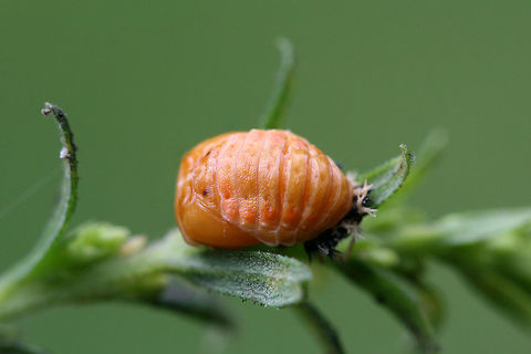 Asian Lady Beetle Pupa (Harmonia axyridis) INTRODUCED. I found 3 life stages of this species present within a woolly aphid infestation (of a Hackberry tree and surrounding plants).
https://www.jungledragon.com/image/65936/asian_lady_beetle_harmonia_axyridis.html
https://www.jungledragon.com/image/65940/asian_lady_beetle_harmonia_axyridis_-_larva_pupa_and_adult.html
https://www.jungledragon.com/image/65938/asian_lady_beetle_larva_harmonia_axyridis.html Geotagged,Harlequin Ladybird,Harmonia axyridis,Summer,United States