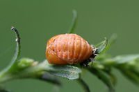 Asian Lady Beetle Pupa (Harmonia axyridis) INTRODUCED. I found 3 life stages of this species present within a woolly aphid infestation (of a Hackberry tree and surrounding plants).<br />
https://www.jungledragon.com/image/65936/asian_lady_beetle_harmonia_axyridis.html<br />
https://www.jungledragon.com/image/65940/asian_lady_beetle_harmonia_axyridis_-_larva_pupa_and_adult.html<br />
https://www.jungledragon.com/image/65938/asian_lady_beetle_larva_harmonia_axyridis.html Geotagged,Harlequin Ladybird,Harmonia axyridis,Summer,United States