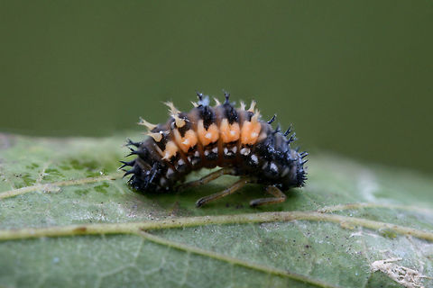 Asian Lady Beetle Larva (Harmonia axyridis) INTRODUCED. I found 3 life stages of this species present within a woolly aphid infestation (of a Hackberry tree and surrounding plants).
https://www.jungledragon.com/image/65936/asian_lady_beetle_harmonia_axyridis.html
https://www.jungledragon.com/image/65937/asian_lady_beetle_pupa_harmonia_axyridis.html
https://www.jungledragon.com/image/65940/asian_lady_beetle_harmonia_axyridis_-_larva_pupa_and_adult.html Geotagged,Harlequin Ladybird,Harmonia axyridis,Summer,United States