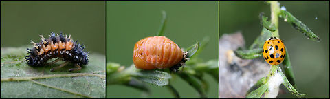 Asian Lady Beetle (Harmonia axyridis) - Larva, Pupa, and Adult INTRODUCED. I found 3 life stages of this species present within a woolly aphid infestation (of a Hackberry tree and surrounding plants).
https://www.jungledragon.com/image/65936/asian_lady_beetle_harmonia_axyridis.html
https://www.jungledragon.com/image/65937/asian_lady_beetle_pupa_harmonia_axyridis.html
https://www.jungledragon.com/image/65938/asian_lady_beetle_larva_harmonia_axyridis.html Geotagged,Harlequin Ladybird,Harmonia axyridis,United States