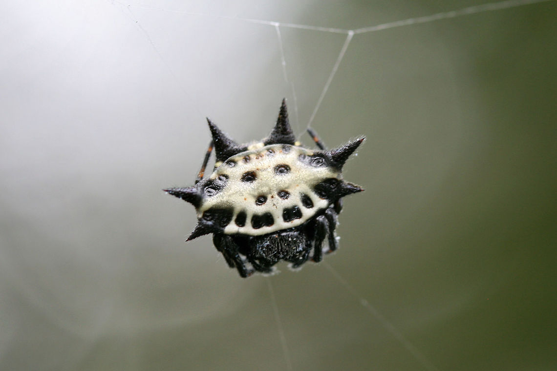 Spinybacked Orbweaver (Gasteracantha cancriformis) ♀ In an overgrown backyard habitat in NW Georgia (Gordon County), US. Gasteracantha cancriformis,Geotagged,Summer,United States