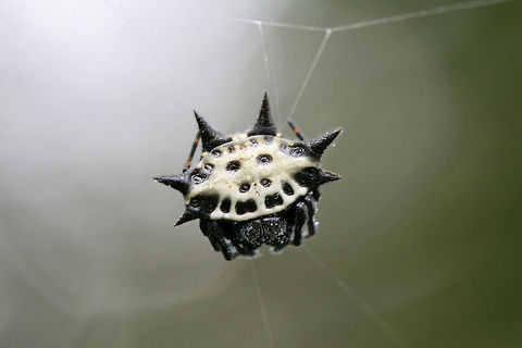 Spinybacked Orbweaver (Gasteracantha cancriformis) ♀ In an overgrown backyard habitat in NW Georgia (Gordon County), US. Gasteracantha cancriformis,Geotagged,Summer,United States