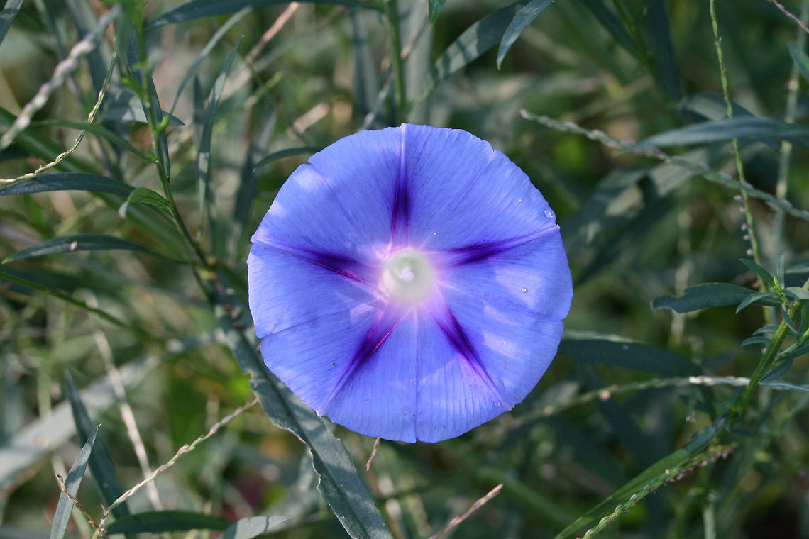 Common Morning-Glory (Ipomoea purpurea) INTRODUCED. In an overgrown backyard habitat in NW Georgia.<br />
<figure class="photo"><a href="https://www.jungledragon.com/image/65943/common_morning-glory_ipomoea_purpurea.html" title="Common Morning-Glory (Ipomoea purpurea)"><img src="https://s3.amazonaws.com/media.jungledragon.com/images/3231/65943_thumb.jpg?AWSAccessKeyId=05GMT0V3GWVNE7GGM1R2&Expires=1759968010&Signature=ge4zh4JQRTpIZg7y%2FJ5kCQJtfsU%3D" width="102" height="152" alt="Common Morning-Glory (Ipomoea purpurea) INTRODUCED. In an overgrown backyard habitat in NW Georgia.<br />
https://www.jungledragon.com/image/65942/common_morning-glory_ipomoea_purpurea.html Common Morning Glory,Geotagged,Ipomoea purpurea,Summer,United States" /></a></figure> Common Morning Glory,Geotagged,Ipomoea purpurea,Summer,United States