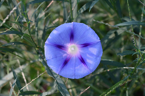 Common Morning-Glory (Ipomoea purpurea) INTRODUCED. In an overgrown backyard habitat in NW Georgia.
https://www.jungledragon.com/image/65943/common_morning-glory_ipomoea_purpurea.html Common Morning Glory,Geotagged,Ipomoea purpurea,Summer,United States