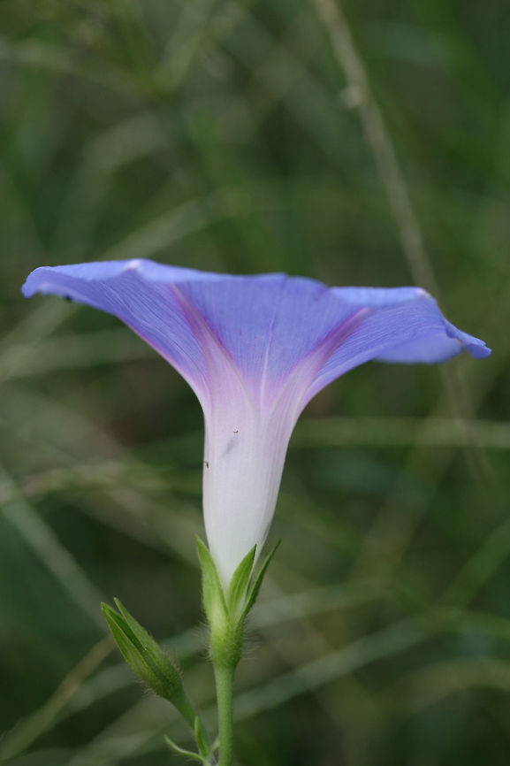 Common Morning-Glory (Ipomoea purpurea) INTRODUCED. In an overgrown backyard habitat in NW Georgia.<br />
<figure class="photo"><a href="https://www.jungledragon.com/image/65942/common_morning-glory_ipomoea_purpurea.html" title="Common Morning-Glory (Ipomoea purpurea)"><img src="https://s3.amazonaws.com/media.jungledragon.com/images/3231/65942_thumb.jpg?AWSAccessKeyId=05GMT0V3GWVNE7GGM1R2&Expires=1770854410&Signature=TuAcK61eBSUwpTTri3dNGFTbpt4%3D" width="200" height="134" alt="Common Morning-Glory (Ipomoea purpurea) INTRODUCED. In an overgrown backyard habitat in NW Georgia.<br />
https://www.jungledragon.com/image/65943/common_morning-glory_ipomoea_purpurea.html Common Morning Glory,Geotagged,Ipomoea purpurea,Summer,United States" /></a></figure> Common Morning Glory,Geotagged,Ipomoea purpurea,Summer,United States