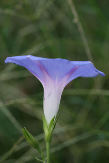 Common Morning-Glory (Ipomoea purpurea) INTRODUCED. In an overgrown backyard habitat in NW Georgia.
https://www.jungledragon.com/image/65942/common_morning-glory_ipomoea_purpurea.html Common Morning Glory,Geotagged,Ipomoea purpurea,Summer,United States