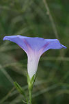 Common Morning-Glory (Ipomoea purpurea) INTRODUCED. In an overgrown backyard habitat in NW Georgia.<br />
https://www.jungledragon.com/image/65942/common_morning-glory_ipomoea_purpurea.html Common Morning Glory,Geotagged,Ipomoea purpurea,Summer,United States