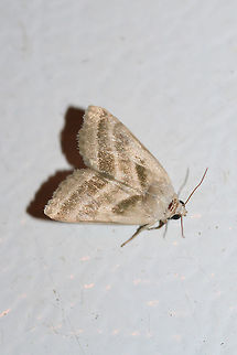 Three-Line Flower Moth (Schinia trifascia) At porch lights near an overgrown backyard habitat.
 Geotagged,Schinia trifascia,Summer,United States