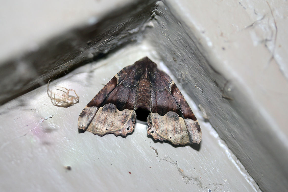 Hübner's Pero Moth (Pero ancetaria) At porch lights near an overgrown backyard habitat.<br />
<br />
This beauty would not cooperate and wanted to hide in all of the hard-to-get corners of my front porch!<br />
 Geotagged,Pero ancetaria,Summer,United States
