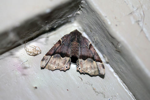 H&uuml;bner's Pero Moth (Pero ancetaria) At porch lights near an overgrown backyard habitat.

This beauty would not cooperate and wanted to hide in all of the hard-to-get corners of my front porch!
 Geotagged,Pero ancetaria,Summer,United States