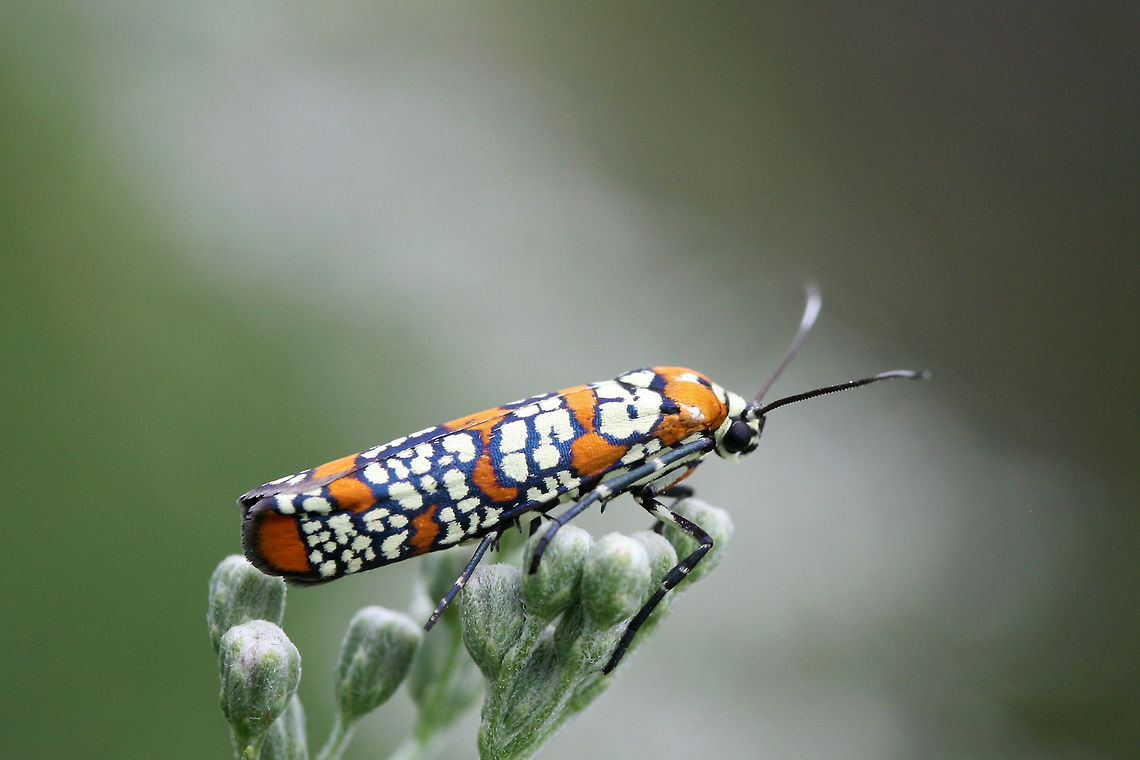 Ailanthus Webworm Moth (Atteva aurea) Resting on Late Boneset (Eupatorium serotinum) in an overgrown backyard habitat in NW Georgia.<br />
 Ailanthus webworm,Atteva aurea,Geotagged,Summer,United States
