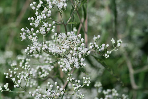 Late Boneset (Eupatorium serotinum) Fragrant plants growing along roadsides and moist ditches. Around 3-6 feet tall.

Some leaves opposite, some in whorls of 3-5. Leaves simple, lanceolate.
https://www.jungledragon.com/image/65948/late_boneset_eupatorium_serotinum.html Eupatorium serotinum,Geotagged,Summer,United States