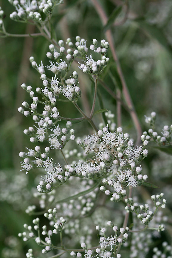 Late Boneset (Eupatorium serotinum) Fragrant plants growing along roadsides and moist ditches. Around 3-6 feet tall.<br />
<br />
Some leaves opposite, some in whorls of 3-5. Leaves simple, lanceolate.<br />
<figure class="photo"><a href="https://www.jungledragon.com/image/65947/late_boneset_eupatorium_serotinum.html" title="Late Boneset (Eupatorium serotinum)"><img src="https://s3.amazonaws.com/media.jungledragon.com/images/3231/65947_thumb.jpg?AWSAccessKeyId=05GMT0V3GWVNE7GGM1R2&Expires=1759968010&Signature=DFFvU2mrbiqeEzOwDb0rnnrBlAY%3D" width="200" height="134" alt="Late Boneset (Eupatorium serotinum) Fragrant plants growing along roadsides and moist ditches. Around 3-6 feet tall.<br />
<br />
Some leaves opposite, some in whorls of 3-5. Leaves simple, lanceolate.<br />
https://www.jungledragon.com/image/65948/late_boneset_eupatorium_serotinum.html Eupatorium serotinum,Geotagged,Summer,United States" /></a></figure> Eupatorium serotinum,Geotagged,Summer,United States