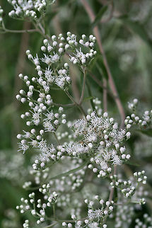 Late Boneset (Eupatorium serotinum) Fragrant plants growing along roadsides and moist ditches. Around 3-6 feet tall.

Some leaves opposite, some in whorls of 3-5. Leaves simple, lanceolate.
https://www.jungledragon.com/image/65947/late_boneset_eupatorium_serotinum.html Eupatorium serotinum,Geotagged,Summer,United States