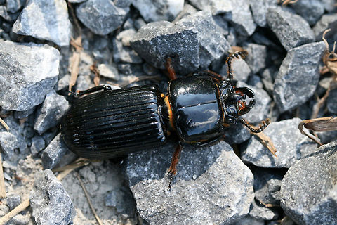 Horned Passalus Beetle (Odontotaenius disjunctus) On a gravel trail through a wetland habitat.

I suppose this turned into a bit of a selfie! :) I like that there are clouds reflected in its carapace too! Geotagged,Odontotaenius disjunctus,Patent-leather beetle,Summer,United States,wetland,wetlands