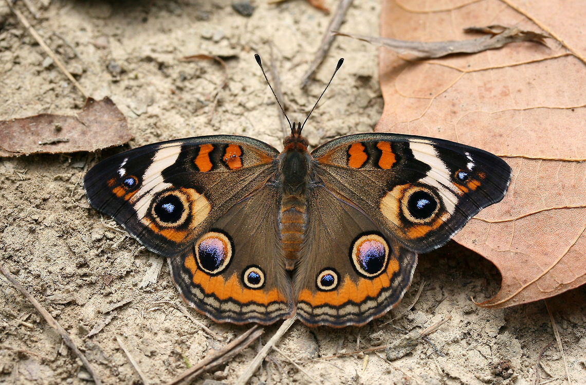 Common Buckeye (Junonia coenia) ♀ An extremely common Summer/Fall butterfly for my area, but I never tire of its beautiful colors and patterns!<br />
<br />
On a trail through a meadow/field in NW Georgia (Gordon County), US.<br />
<br />
 Common Buckeye,Geotagged,Junonia coenia,Summer,United States