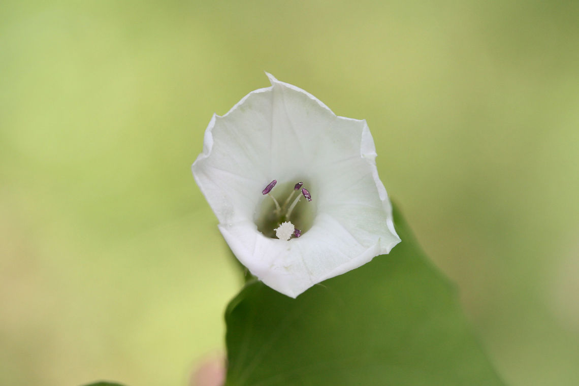 Whitestar (Ipomoea lacunosa) NATIVE. In an overgrown meadow/backyard habitat.<br />
<figure class="photo"><a href="https://www.jungledragon.com/image/65953/whitestar_ipomoea_lacunosa.html" title="Whitestar (Ipomoea lacunosa)"><img src="https://s3.amazonaws.com/media.jungledragon.com/images/3231/65953_thumb.jpg?AWSAccessKeyId=05GMT0V3GWVNE7GGM1R2&Expires=1770854410&Signature=jvcZRpBnBCX2mBDet%2Bgyh4XBAN4%3D" width="200" height="134" alt="Whitestar (Ipomoea lacunosa) NATIVE. In an overgrown meadow/backyard habitat.<br />
https://www.jungledragon.com/image/65952/whitestar_ipomoea_lacunosa.html<br />
https://www.jungledragon.com/image/65951/whitestar_ipomoea_lacunosa.html Geotagged,Ipomoea lacunosa,Summer,United States" /></a></figure><br />
<figure class="photo"><a href="https://www.jungledragon.com/image/65952/whitestar_ipomoea_lacunosa.html" title="Whitestar (Ipomoea lacunosa)"><img src="https://s3.amazonaws.com/media.jungledragon.com/images/3231/65952_thumb.jpg?AWSAccessKeyId=05GMT0V3GWVNE7GGM1R2&Expires=1770854410&Signature=oHEHmKlOSixHqdmP2Bqiq7SCw8U%3D" width="102" height="152" alt="Whitestar (Ipomoea lacunosa) NATIVE. In an overgrown meadow/backyard habitat.<br />
https://www.jungledragon.com/image/65953/whitestar_ipomoea_lacunosa.html<br />
https://www.jungledragon.com/image/65951/whitestar_ipomoea_lacunosa.html<br />
 Geotagged,Ipomoea lacunosa,Summer,United States" /></a></figure> Geotagged,Ipomoea lacunosa,Summer,United States