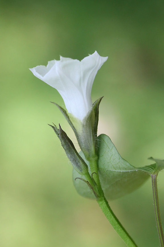 Whitestar (Ipomoea lacunosa) NATIVE. In an overgrown meadow/backyard habitat.<br />
<figure class="photo"><a href="https://www.jungledragon.com/image/65953/whitestar_ipomoea_lacunosa.html" title="Whitestar (Ipomoea lacunosa)"><img src="https://s3.amazonaws.com/media.jungledragon.com/images/3231/65953_thumb.jpg?AWSAccessKeyId=05GMT0V3GWVNE7GGM1R2&Expires=1759968010&Signature=TR1iZj6%2F%2BUKhGPS9SSA8FFtahpE%3D" width="200" height="134" alt="Whitestar (Ipomoea lacunosa) NATIVE. In an overgrown meadow/backyard habitat.<br />
https://www.jungledragon.com/image/65952/whitestar_ipomoea_lacunosa.html<br />
https://www.jungledragon.com/image/65951/whitestar_ipomoea_lacunosa.html Geotagged,Ipomoea lacunosa,Summer,United States" /></a></figure><br />
<figure class="photo"><a href="https://www.jungledragon.com/image/65951/whitestar_ipomoea_lacunosa.html" title="Whitestar (Ipomoea lacunosa)"><img src="https://s3.amazonaws.com/media.jungledragon.com/images/3231/65951_thumb.jpg?AWSAccessKeyId=05GMT0V3GWVNE7GGM1R2&Expires=1759968010&Signature=qY3za%2BquuaQk%2B0%2B3WvAUN%2BUs9uY%3D" width="200" height="134" alt="Whitestar (Ipomoea lacunosa) NATIVE. In an overgrown meadow/backyard habitat.<br />
https://www.jungledragon.com/image/65953/whitestar_ipomoea_lacunosa.html<br />
https://www.jungledragon.com/image/65952/whitestar_ipomoea_lacunosa.html Geotagged,Ipomoea lacunosa,Summer,United States" /></a></figure><br />
 Geotagged,Ipomoea lacunosa,Summer,United States