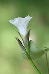 Whitestar (Ipomoea lacunosa) NATIVE. In an overgrown meadow/backyard habitat.<br />
https://www.jungledragon.com/image/65953/whitestar_ipomoea_lacunosa.html<br />
https://www.jungledragon.com/image/65951/whitestar_ipomoea_lacunosa.html<br />
 Geotagged,Ipomoea lacunosa,Summer,United States