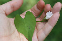 Whitestar (Ipomoea lacunosa) NATIVE. In an overgrown meadow/backyard habitat.<br />
https://www.jungledragon.com/image/65952/whitestar_ipomoea_lacunosa.html<br />
https://www.jungledragon.com/image/65951/whitestar_ipomoea_lacunosa.html Geotagged,Ipomoea lacunosa,Summer,United States