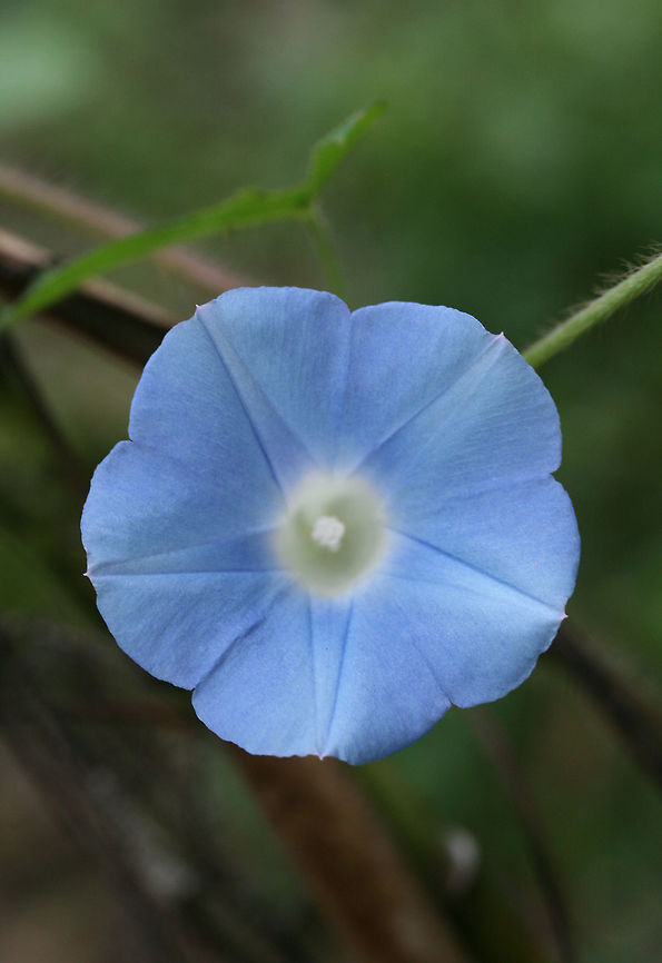 Ivy-leaved Morning-Glory (Ipomoea hederacea) NATIVE. On a roadside in Gordon County, US.<br />
<figure class="photo"><a href="https://www.jungledragon.com/image/65956/ivy-leaved_morning-glory_ipomoea_hederacea.html" title="Ivy-leaved Morning-Glory (Ipomoea hederacea)"><img src="https://s3.amazonaws.com/media.jungledragon.com/images/3231/65956_thumb.jpg?AWSAccessKeyId=05GMT0V3GWVNE7GGM1R2&Expires=1759968010&Signature=BJyHhncWVd3EGWhq%2Bpb0m%2FqO2gA%3D" width="200" height="134" alt="Ivy-leaved Morning-Glory (Ipomoea hederacea) NATIVE. On a roadside in Gordon County, US.<br />
https://www.jungledragon.com/image/65954/ivy-leaved_morning-glory_ipomoea_hederacea.html<br />
https://www.jungledragon.com/image/65955/ivy-leaved_morning-glory_ipomoea_hederacea.html<br />
 Geotagged,Ipomoea hederacea,Ivy-leaved morning glory,Summer,United States" /></a></figure><br />
<figure class="photo"><a href="https://www.jungledragon.com/image/65954/ivy-leaved_morning-glory_ipomoea_hederacea.html" title="Ivy-leaved Morning-Glory (Ipomoea hederacea)"><img src="https://s3.amazonaws.com/media.jungledragon.com/images/3231/65954_thumb.jpg?AWSAccessKeyId=05GMT0V3GWVNE7GGM1R2&Expires=1759968010&Signature=ju24Wtk%2BVnXqcIGl3OxvdU2mQaw%3D" width="102" height="152" alt="Ivy-leaved Morning-Glory (Ipomoea hederacea) NATIVE. On a roadside in Gordon County, US.<br />
https://www.jungledragon.com/image/65956/ivy-leaved_morning-glory_ipomoea_hederacea.html<br />
https://www.jungledragon.com/image/65955/ivy-leaved_morning-glory_ipomoea_hederacea.html Geotagged,Ipomoea hederacea,Ivy-leaved morning glory,Summer,United States" /></a></figure> Geotagged,Ipomoea hederacea,Ivy-leaved morning glory,Summer,United States
