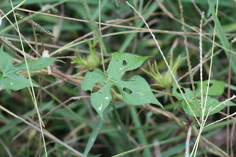 Ivy-leaved Morning-Glory (Ipomoea hederacea) NATIVE. On a roadside in Gordon County, US.
https://www.jungledragon.com/image/65954/ivy-leaved_morning-glory_ipomoea_hederacea.html
https://www.jungledragon.com/image/65955/ivy-leaved_morning-glory_ipomoea_hederacea.html
 Geotagged,Ipomoea hederacea,Ivy-leaved morning glory,Summer,United States