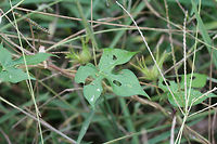 Ivy-leaved Morning-Glory (Ipomoea hederacea) NATIVE. On a roadside in Gordon County, US.<br />
https://www.jungledragon.com/image/65954/ivy-leaved_morning-glory_ipomoea_hederacea.html<br />
https://www.jungledragon.com/image/65955/ivy-leaved_morning-glory_ipomoea_hederacea.html<br />
 Geotagged,Ipomoea hederacea,Ivy-leaved morning glory,Summer,United States