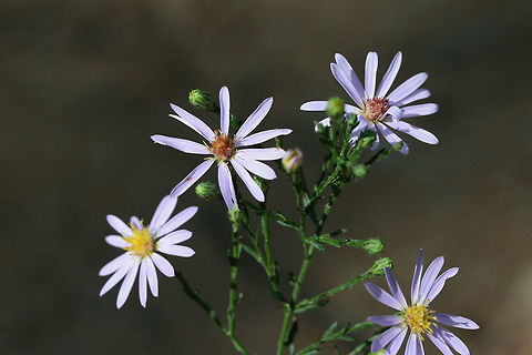 Wavy-leaved American Aster (Symphyotrichum undulatum) I'm working on a species level ID or this one, but the key is proving a bit difficult!

Growing on a slope at the edge of a dense mixed hardwood/coniferous forest in NW Georgia (Gordon County), US. August 27, 2018.
https://www.jungledragon.com/image/65969/american_asters_symphyotrichum_sp.html
https://www.jungledragon.com/image/65968/american_asters_symphyotrichum_sp.html Geotagged,Summer,Symphyotrichum undulatum,United States,Wavy-leaved American Aster