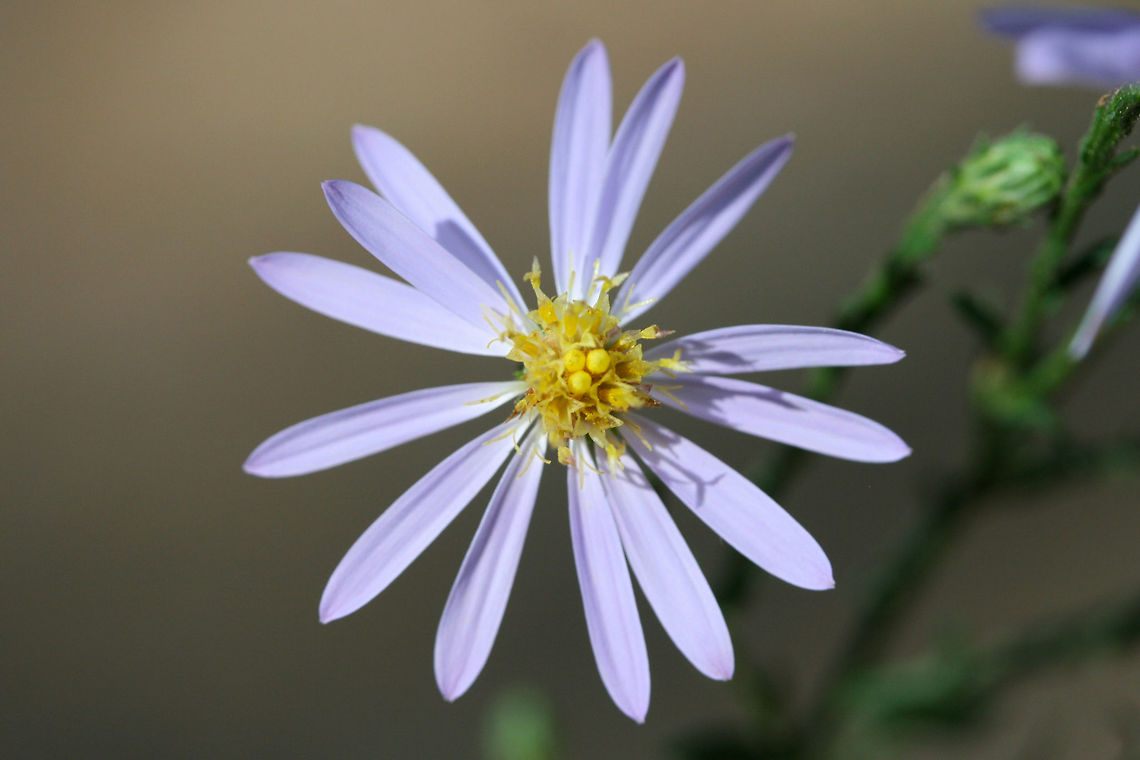 Wavy-leaved American Aster (Symphyotrichum undulatum) I'm working on a species level ID or this one, but the key is proving a bit difficult! I'm thinking Symphyotrichum undulatum right now.<br />
<br />
Growing on a slope at the edge of a dense mixed hardwood/coniferous forest in NW Georgia (Gordon County), US. August 27, 2018.<br />
<figure class="photo"><a href="https://www.jungledragon.com/image/65969/wavy-leaved_american_aster_symphyotrichum_undulatum.html" title="Wavy-leaved American Aster (Symphyotrichum undulatum)"><img src="https://s3.amazonaws.com/media.jungledragon.com/images/3231/65969_thumb.jpg?AWSAccessKeyId=05GMT0V3GWVNE7GGM1R2&Expires=1759968010&Signature=xfiFY8pXWbH2uUi75nO7dKtDHtM%3D" width="200" height="134" alt="Wavy-leaved American Aster (Symphyotrichum undulatum) Growing on a slope at the edge of a dense mixed hardwood/coniferous forest in NW Georgia (Gordon County), US. August 27, 2018.<br />
https://www.jungledragon.com/image/65968/american_asters_symphyotrichum_sp.html<br />
https://www.jungledragon.com/image/65967/american_asters_symphyotrichum_sp.html Geotagged,Summer,Symphyotrichum undulatum,United States,Wavy-leaved American Aster" /></a></figure><br />
<figure class="photo"><a href="https://www.jungledragon.com/image/65967/wavy-leaved_american_aster_symphyotrichum_undulatum.html" title="Wavy-leaved American Aster (Symphyotrichum undulatum)"><img src="https://s3.amazonaws.com/media.jungledragon.com/images/3231/65967_thumb.jpg?AWSAccessKeyId=05GMT0V3GWVNE7GGM1R2&Expires=1759968010&Signature=W34BzmEKan6DHBrFsMsS8lftcTg%3D" width="200" height="134" alt="Wavy-leaved American Aster (Symphyotrichum undulatum) I'm working on a species level ID or this one, but the key is proving a bit difficult!<br />
<br />
Growing on a slope at the edge of a dense mixed hardwood/coniferous forest in NW Georgia (Gordon County), US. August 27, 2018.<br />
https://www.jungledragon.com/image/65969/american_asters_symphyotrichum_sp.html<br />
https://www.jungledragon.com/image/65968/american_asters_symphyotrichum_sp.html Geotagged,Summer,Symphyotrichum undulatum,United States,Wavy-leaved American Aster" /></a></figure> Geotagged,Summer,Symphyotrichum undulatum,United States,Wavy-leaved American Aster
