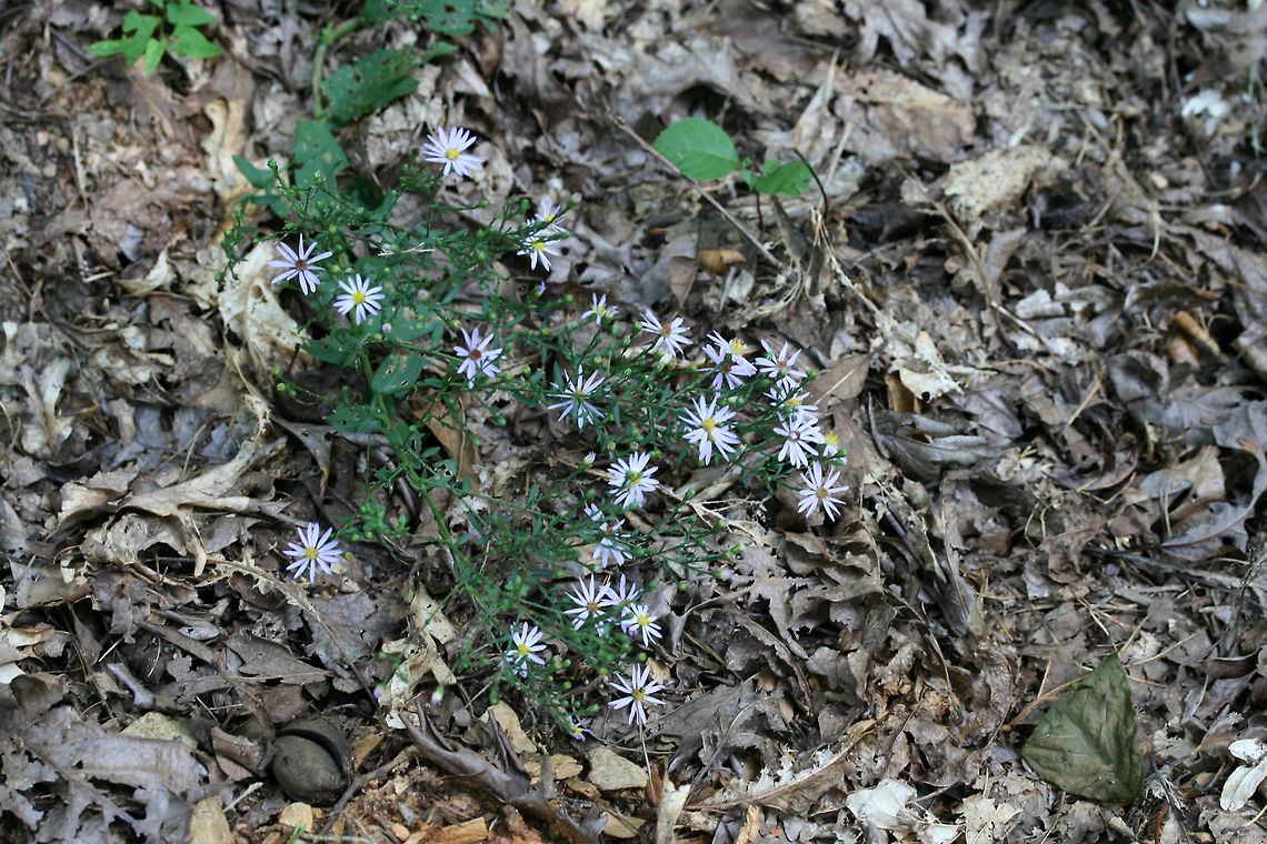 Wavy-leaved American Aster (Symphyotrichum undulatum) Growing on a slope at the edge of a dense mixed hardwood/coniferous forest in NW Georgia (Gordon County), US. August 27, 2018.<br />
<figure class="photo"><a href="https://www.jungledragon.com/image/65968/wavy-leaved_american_aster_symphyotrichum_undulatum.html" title="Wavy-leaved American Aster (Symphyotrichum undulatum)"><img src="https://s3.amazonaws.com/media.jungledragon.com/images/3231/65968_thumb.jpg?AWSAccessKeyId=05GMT0V3GWVNE7GGM1R2&Expires=1759968010&Signature=X7igklXpkmSqS9OFjo0c1omiG4w%3D" width="200" height="134" alt="Wavy-leaved American Aster (Symphyotrichum undulatum) I&#039;m working on a species level ID or this one, but the key is proving a bit difficult! I&#039;m thinking Symphyotrichum undulatum right now.<br />
<br />
Growing on a slope at the edge of a dense mixed hardwood/coniferous forest in NW Georgia (Gordon County), US. August 27, 2018.<br />
https://www.jungledragon.com/image/65969/american_asters_symphyotrichum_sp.html<br />
https://www.jungledragon.com/image/65967/american_asters_symphyotrichum_sp.html Geotagged,Summer,Symphyotrichum undulatum,United States,Wavy-leaved American Aster" /></a></figure><br />
<figure class="photo"><a href="https://www.jungledragon.com/image/65967/wavy-leaved_american_aster_symphyotrichum_undulatum.html" title="Wavy-leaved American Aster (Symphyotrichum undulatum)"><img src="https://s3.amazonaws.com/media.jungledragon.com/images/3231/65967_thumb.jpg?AWSAccessKeyId=05GMT0V3GWVNE7GGM1R2&Expires=1759968010&Signature=W34BzmEKan6DHBrFsMsS8lftcTg%3D" width="200" height="134" alt="Wavy-leaved American Aster (Symphyotrichum undulatum) I&#039;m working on a species level ID or this one, but the key is proving a bit difficult!<br />
<br />
Growing on a slope at the edge of a dense mixed hardwood/coniferous forest in NW Georgia (Gordon County), US. August 27, 2018.<br />
https://www.jungledragon.com/image/65969/american_asters_symphyotrichum_sp.html<br />
https://www.jungledragon.com/image/65968/american_asters_symphyotrichum_sp.html Geotagged,Summer,Symphyotrichum undulatum,United States,Wavy-leaved American Aster" /></a></figure> Geotagged,Summer,Symphyotrichum undulatum,United States,Wavy-leaved American Aster