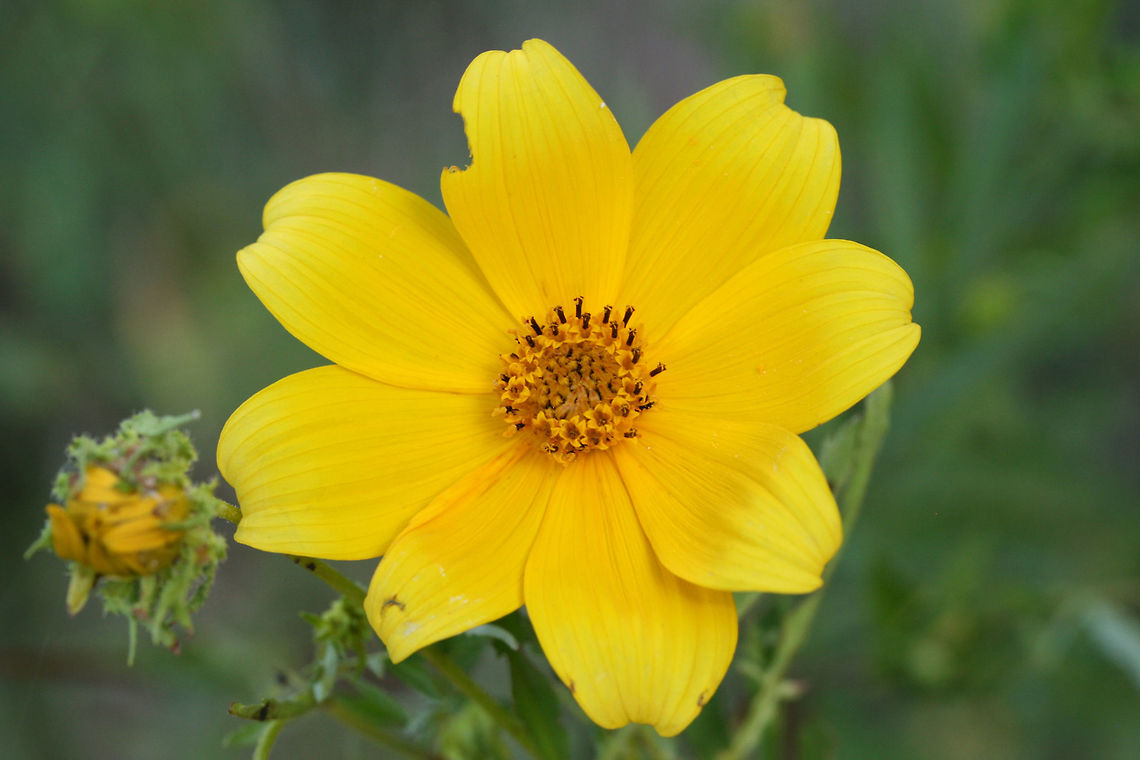 Bur Marigold (Bidens sp.) Working on a species-level ID on this one.<br />
Growing in a wetland edge in Floyd County, GA.<br />
<figure class="photo"><a href="https://www.jungledragon.com/image/65971/bur_marigolds_bidens_sp._in_a_wetland_habitat.html" title="Bur Marigolds (Bidens sp.) in a Wetland Habitat"><img src="https://s3.amazonaws.com/media.jungledragon.com/images/3231/65971_thumb.jpg?AWSAccessKeyId=05GMT0V3GWVNE7GGM1R2&Expires=1770854410&Signature=2%2BwISDgvHkXDxR6f2RK8s3erVdM%3D" width="102" height="152" alt="Bur Marigolds (Bidens sp.) in a Wetland Habitat This is a wetland habitat, The Arrowhead Interpretive Wildlife Trail, in NW Georgia (Floyd County), US. This area was formerly a fish hatchery, but has been converted into a wildlife preserve/management area. This photo is of one of the drained ponds that has filled with aquatic/semi-aquatic plant life (and wildlife in general)<br />
https://www.jungledragon.com/image/65970/bur_marigold_bidens_sp.html Geotagged,Summer,United States,bidens,bur marigold,flower,wetland,wetlands,wildflower,wildflowers" /></a></figure><br />
 Geotagged,Summer,United States,bidens,bur marigold,flower,wetland,wetlands,wildflower,wildflowers