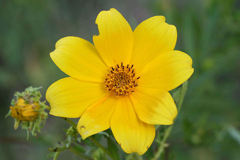 Bur Marigold (Bidens sp.) Working on a species-level ID on this one.
Growing in a wetland edge in Floyd County, GA.
https://www.jungledragon.com/image/65971/bur_marigolds_bidens_sp._in_a_wetland_habitat.html
 Geotagged,Summer,United States,bidens,bur marigold,flower,wetland,wetlands,wildflower,wildflowers