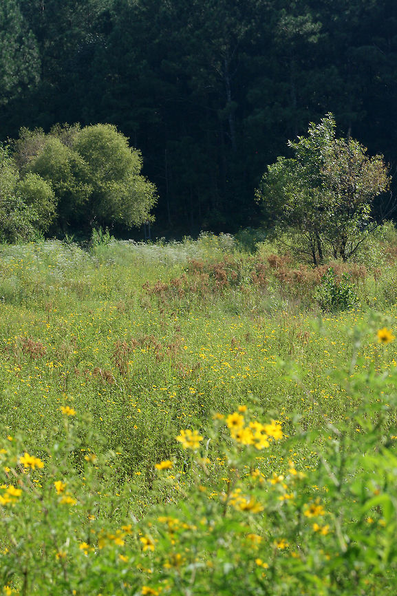 Bur Marigolds (Bidens sp.) in a Wetland Habitat This is a wetland habitat, The Arrowhead Interpretive Wildlife Trail, in NW Georgia (Floyd County), US. This area was formerly a fish hatchery, but has been converted into a wildlife preserve/management area. This photo is of one of the drained ponds that has filled with aquatic/semi-aquatic plant life (and wildlife in general)<br />
<figure class="photo"><a href="https://www.jungledragon.com/image/65970/bur_marigold_bidens_sp.html" title="Bur Marigold (Bidens sp.)"><img src="https://s3.amazonaws.com/media.jungledragon.com/images/3231/65970_thumb.jpg?AWSAccessKeyId=05GMT0V3GWVNE7GGM1R2&Expires=1770854410&Signature=ndztAjduDhsiZGmS%2BUrVYV%2FXMcw%3D" width="200" height="134" alt="Bur Marigold (Bidens sp.) Working on a species-level ID on this one.<br />
Growing in a wetland edge in Floyd County, GA.<br />
https://www.jungledragon.com/image/65971/bur_marigolds_bidens_sp._in_a_wetland_habitat.html<br />
 Geotagged,Summer,United States,bidens,bur marigold,flower,wetland,wetlands,wildflower,wildflowers" /></a></figure> Geotagged,Summer,United States,bidens,bur marigold,flower,wetland,wetlands,wildflower,wildflowers