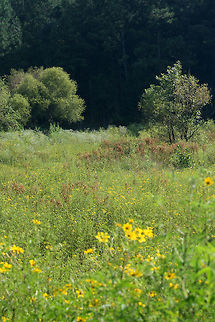 Bur Marigolds (Bidens sp.) in a Wetland Habitat This is a wetland habitat, The Arrowhead Interpretive Wildlife Trail, in NW Georgia (Floyd County), US. This area was formerly a fish hatchery, but has been converted into a wildlife preserve/management area. This photo is of one of the drained ponds that has filled with aquatic/semi-aquatic plant life (and wildlife in general)
https://www.jungledragon.com/image/65970/bur_marigold_bidens_sp.html Geotagged,Summer,United States,bidens,bur marigold,flower,wetland,wetlands,wildflower,wildflowers