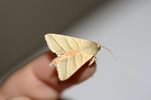 Tobacco Budworm Moth (Chloridea virescens) At porch lights near an overgrown backyard habitat.
https://www.jungledragon.com/image/65974/tobacco_budworm_moth_chloridea_virescens.html Chloridea virescens,Geotagged,Summer,Tobacco Budworm Moth,United States