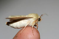 Tobacco Budworm Moth (Chloridea virescens) At porch lights near an overgrown backyard habitat.<br />
https://www.jungledragon.com/image/65973/tobacco_budworm_moth_chloridea_virescens.html Chloridea virescens,Geotagged,Summer,Tobacco Budworm Moth,United States
