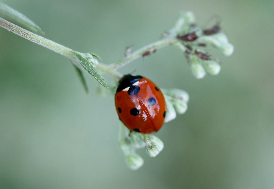 Seven-spotted Ladybird (Coccinella septempunctata) INTRODUCED.<br />
<br />
On Late Boneset (Eupatorium serotinum). Coccinella septempunctata,Geotagged,Seven-spot Ladybird,Summer,United States