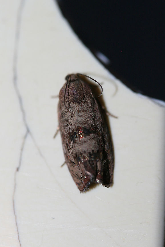 Filbertworm Moth (Cydia latiferreana) At porch lights near a backyard habitat in NW Georgia (Gordon County), US.<br />
 Cydia latiferreana,Filbertworm moth,Geotagged,Summer,United States