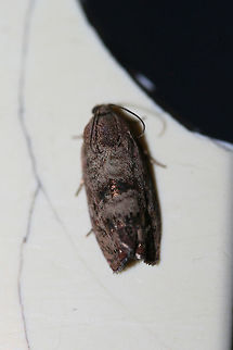 Filbertworm Moth (Cydia latiferreana) At porch lights near a backyard habitat in NW Georgia (Gordon County), US.
 Cydia latiferreana,Filbertworm moth,Geotagged,Summer,United States