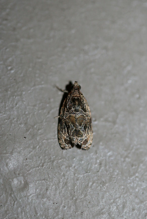 Woolly-backed Moth (Olethreutes furfuranum) At porch lights near an overgrown backyard habitat.<br />
 Geotagged,Olethreutes furfuranum,Summer,United States