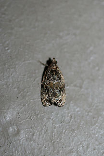 Woolly-backed Moth (Olethreutes furfuranum) At porch lights near an overgrown backyard habitat.
 Geotagged,Olethreutes furfuranum,Summer,United States