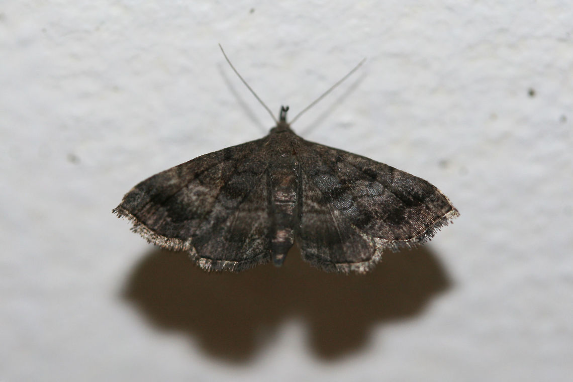 Black-Banded Owlet (Phalaenostola larentioides) At porch lights near an overgrown backyard habitat.<br />
 Black-banded owlet,Geotagged,Phalaenostola larentioides,Summer,United States