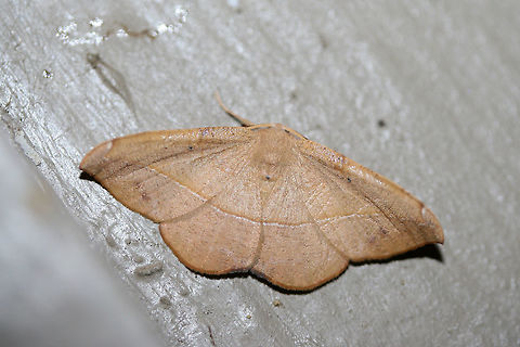 Juniper-Twig Geometer (Patalene olyzonaria) At porch lights near an overgrown backyard habitat.
 Geotagged,Juniper-twig geometer,Patalene olyzonaria,Summer,United States