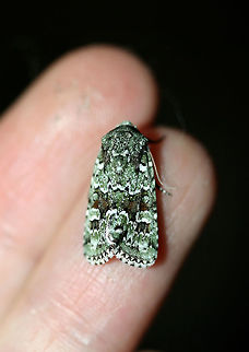 Laudable Arches (Lacinipolia laudabilis) At porch lights near an overgrown backyard habitat. Geotagged,Lacinipolia laudabilis,Laudable Arches,Summer,United States
