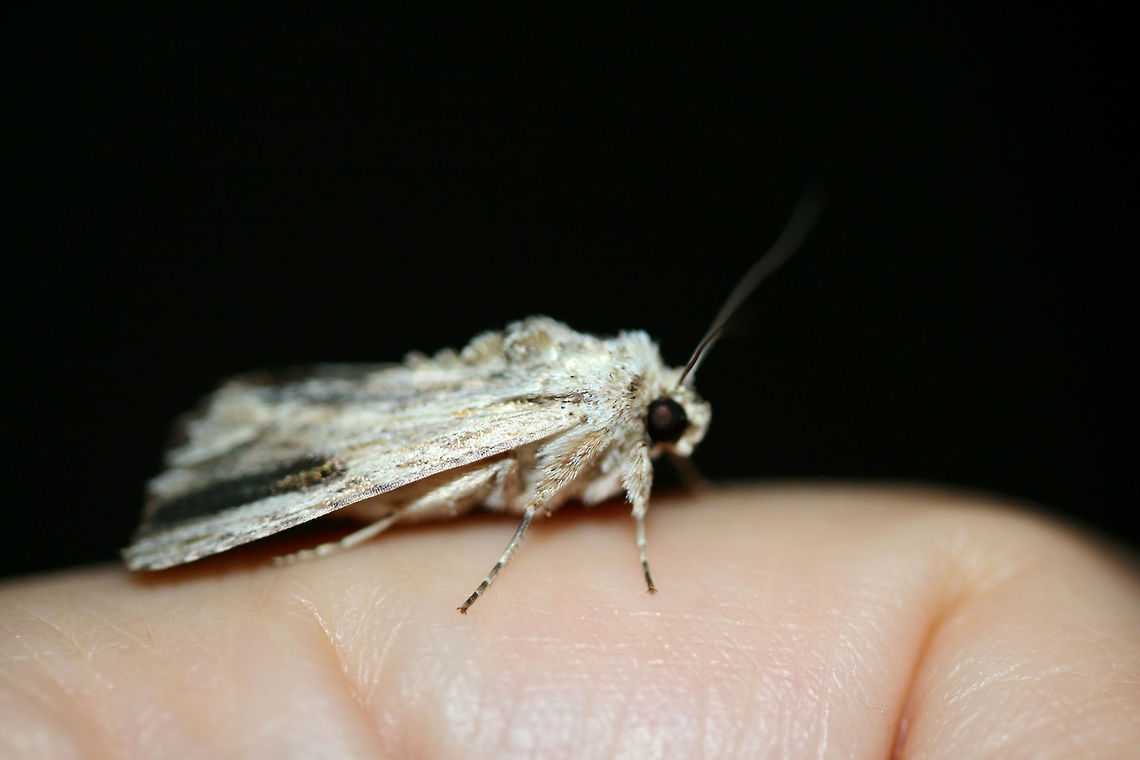 Southern Armyworm Moth (Spodoptera eridania) At porch lights near an overgrown backyard habitat.<br />
<figure class="photo"><a href="https://www.jungledragon.com/image/66039/southern_armyworm_moth_spodoptera_eridania.html" title="Southern Armyworm Moth (Spodoptera eridania)"><img src="https://s3.amazonaws.com/media.jungledragon.com/images/3231/66039_thumb.jpg?AWSAccessKeyId=05GMT0V3GWVNE7GGM1R2&Expires=1759968010&Signature=RXcwLk7o8egWjOH4E1mcGr4cbDU%3D" width="102" height="152" alt="Southern Armyworm Moth (Spodoptera eridania) At porch lights near an overgrown backyard habitat.<br />
https://www.jungledragon.com/image/66038/southern_armyworm_moth_spodoptera_eridania.html<br />
https://www.jungledragon.com/image/66040/southern_armyworm_moth_spodoptera_eridania.html Geotagged,Southern armyworm,Spodoptera eridania,Summer,United States" /></a></figure><br />
<figure class="photo"><a href="https://www.jungledragon.com/image/66040/southern_armyworm_moth_spodoptera_eridania.html" title="Southern Armyworm Moth (Spodoptera eridania)"><img src="https://s3.amazonaws.com/media.jungledragon.com/images/3231/66040_thumb.jpg?AWSAccessKeyId=05GMT0V3GWVNE7GGM1R2&Expires=1759968010&Signature=n6nVWPOa2%2FSmir0NX6SwQw59g%2Bk%3D" width="102" height="152" alt="Southern Armyworm Moth (Spodoptera eridania) At porch lights near an overgrown backyard habitat.<br />
https://www.jungledragon.com/image/66038/southern_armyworm_moth_spodoptera_eridania.html<br />
https://www.jungledragon.com/image/66039/southern_armyworm_moth_spodoptera_eridania.html<br />
 Geotagged,Southern armyworm,Spodoptera eridania,Summer,United States" /></a></figure> Geotagged,Southern armyworm,Spodoptera eridania,Summer,United States