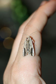 Southern Armyworm Moth (Spodoptera eridania) At porch lights near an overgrown backyard habitat.
https://www.jungledragon.com/image/66038/southern_armyworm_moth_spodoptera_eridania.html
https://www.jungledragon.com/image/66040/southern_armyworm_moth_spodoptera_eridania.html Geotagged,Southern armyworm,Spodoptera eridania,Summer,United States